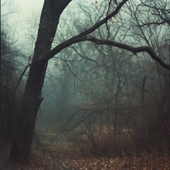 Wall Mural - Tree with no leaves in a foggy dark forest setting creating a cinematic atmosphere