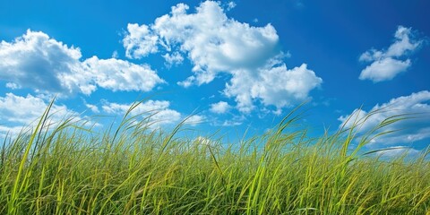 Aufkleber - Lush green grass swaying under a bright blue sky with fluffy white clouds in the background, capturing the essence of a sunny day in nature.