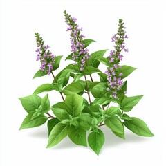 Holy basil plant with small green leaves and purple flowers, known for its medicinal use, isolated on white background