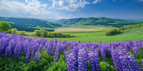 Aufkleber - Vibrant field of purple wisteria flowers in full bloom foreground with lush green rolling hills and blue skies in the background during springtime
