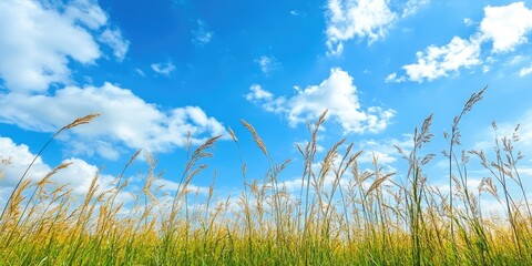 Poster - Golden grass swaying in the breeze beneath a bright blue sky with fluffy white clouds creating a serene and picturesque landscape scene.