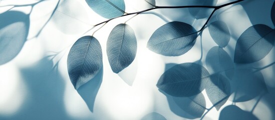 Aufkleber - Abstract silhouette of leaves casting shadows on a light background creating a delicate and serene natural pattern.