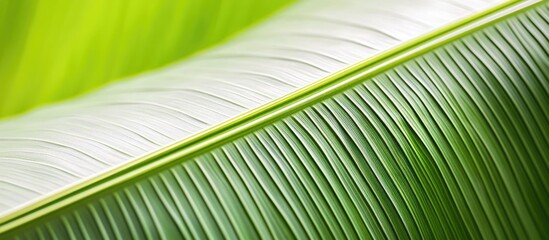 Poster - Close-up of a green palm leaf with detailed rib pattern and soft blurred background featuring vibrant green hues Copy Space