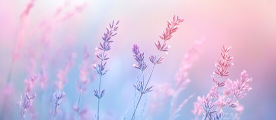 Aufkleber - Soft abstract lilac and bluish floral texture depicting delicate plants in a dreamy field atmosphere with gentle pastel hues.