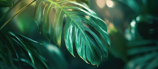 Aufkleber - Lush green palm leaf with soft lighting creating an abstract background texture ideal for nature themed designs and presentations.