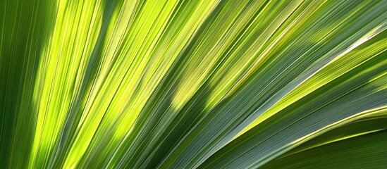 Wall Mural - Lush green tropical palm leaves with vibrant textures and sunlight creating a serene and refreshing natural background.