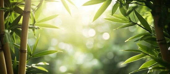 Wall Mural - Serene bamboo frame with sunlight shining through leaves creating a tranquil and peaceful natural ambiance in a lush green environment.