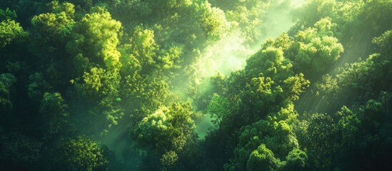 Wall Mural - Lush green forest landscape viewed from above with sun rays piercing through the foliage creating a serene and tranquil atmosphere.