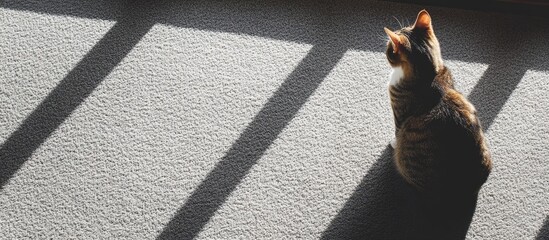 Poster - Cat sitting on a carpet by the window casting shadows with empty space for text above in a warm indoor setting