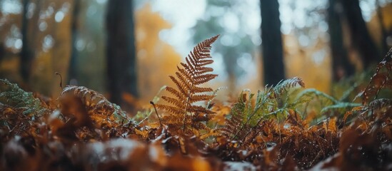 Aufkleber - Fern leaves with dew on autumn forest floor capturing a serene glade view showcasing natural beauty in selective focus.