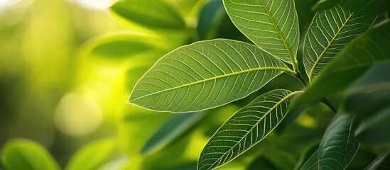 Poster - Lush green bush foliage texture with detailed leaf structures and soft blurred background natural light ambiance