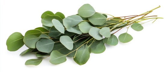 Poster - Fresh eucalyptus leaves arranged on a white background showcasing their natural beauty with ample space for text and design elements.