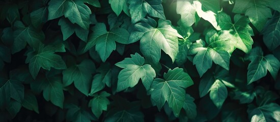 Poster - Lush green vine leaves creating a vibrant natural backdrop for design and decoration purposes.