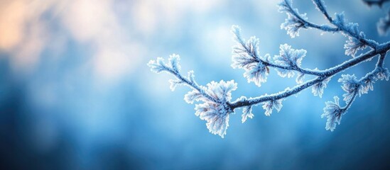 Poster - Frosted tree branches glistening in winter sunlight against a blurred forest background creating a serene and tranquil atmosphere