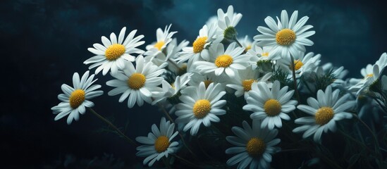 Poster - Delicate bouquet of chamomiles against a dark background highlighting their vibrant white petals and yellow centers.