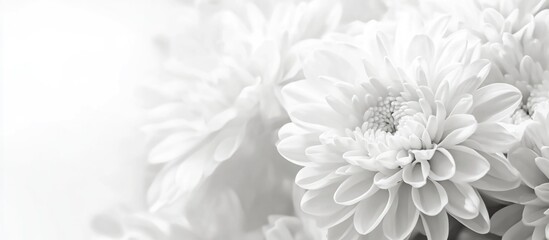 Poster - Close-up of white chrysanthemums on a soft background monochrome floral design for elegant home decor or print projects.