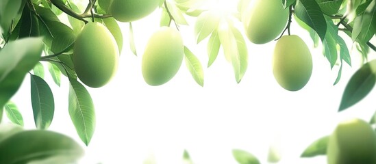 Poster - Ripe green mangoes hanging on a tree surrounded by lush leaves with a bright background showcasing their natural beauty.