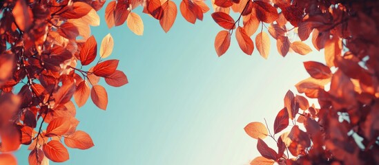 Poster - Autumn foliage from below showcasing vibrant red leaves against a clear blue sky creating a picturesque seasonal landscape.