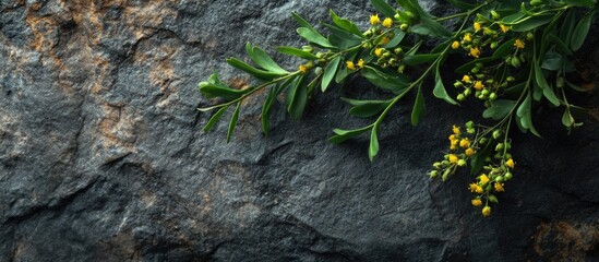 Poster - Bitter wormwood branch on textured stone background capturing natural beauty and earthy aesthetics