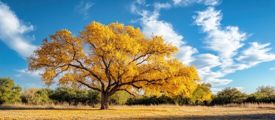 Poster - Autumn landscape featuring vibrant Texas Cedar Elm tree with yellow foliage under a blue sky and fluffy clouds, showcasing seasonal beauty.