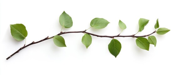 Poster - Green leaves on a branch isolated against a white background with ample space for text or design elements in advertisements or presentations