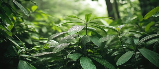 Aufkleber - Lush green foliage in a dense forest with natural light filtering through, showcasing the beauty of wilderness and plant life.