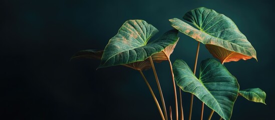 Poster - Close up of vibrant elephant ear plant leaves against a dark background showcasing rich textures and colors in a botanical composition.