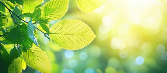 Poster - Close-up of vibrant green leaves illuminated by sunlight creating a serene nature background with a soft bokeh effect.