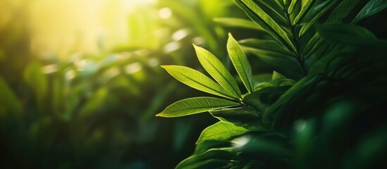 Poster - Lush green leaves illuminated by sunlight creating a serene natural background for landscaping or wallpaper design.