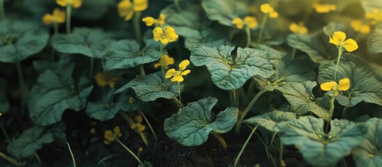 Poster - Brown mustard plant Brassica juncea with vibrant yellow flowers in green foliage showcasing agricultural biodiversity in a natural setting.
