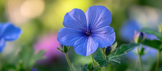 Poster - Close up of a vibrant blue flower showcasing intricate radial patterns against a blurred colorful background in a natural setting.
