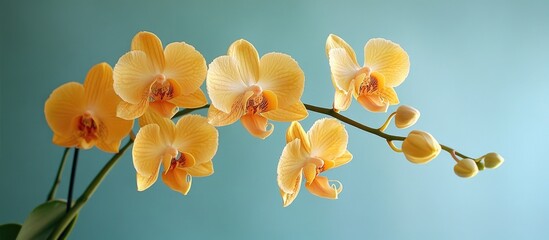 Poster - Blooming yellow orchid branch against a serene blue background capturing elegance and natural beauty in floral composition.