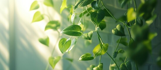 Poster - Close up of lush green climber plant cascading on wall with natural light creating a serene and tranquil atmosphere in the background.