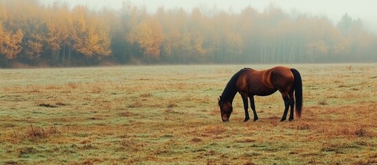 Poster - Brown horse peacefully grazing on lush green grass in a serene pasture surrounded by autumn foliage and a soft misty atmosphere