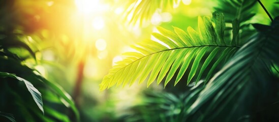 Poster - Close up of vibrant green fern leaves illuminated by sunset light in a lush forest creating a serene nature background.