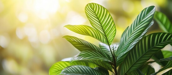 Poster - Close up of vibrant green leaves showcasing intricate textures with soft sunlight in the background creating a serene natural atmosphere.