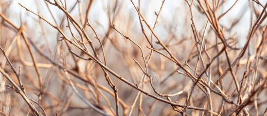 Aufkleber - Dry branches and twigs in a bare bush landscape during winter season showcasing natural textures and muted colors.