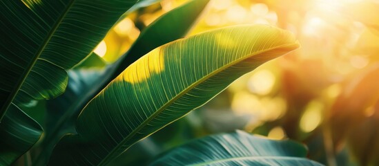 Poster - Close up green leaf illuminated by sunlight in a serene garden setting with a soft natural background and ample copy space