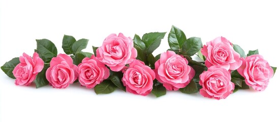 Poster - Pink roses arranged with green leaves on a white background ideal for Mother's Day Valentine's Day or International Women's Day promotions.