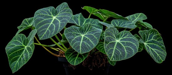 Poster - Close up of vibrant Elephant Ear plant leaves showcasing intricate veining against a dark background highlighting its lush greenery.