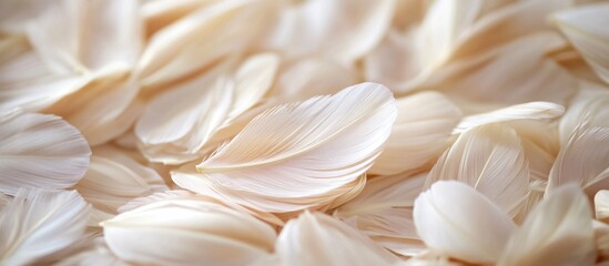 Poster - Chicken feathers arranged in a delicate pattern creating a soft textured background for design and creative projects.