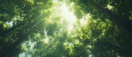 Poster - Lush green tree crowns viewed from below with radiant sunlight creating a serene forest atmosphere and vibrant nature backdrop