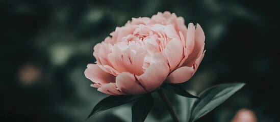 Poster - Delicate close-up of a pink peony flower against a dark background showcasing its intricate petals and vibrant color.
