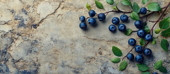Poster - Blueberry branches with lush leaves on a textured cement background creating a rustic and natural aesthetic in a top view perspective