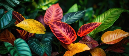 Poster - Vibrant close-up of colorful leaves in a lush garden creating a striking natural background perfect for green-themed designs