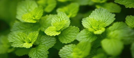 Poster - Lush green leaves texture creating a vibrant natural background for organic and botanical themes