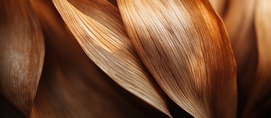 Poster - Curved dry plant leaves in warm hues showcase minimalist elegance and delicate textures for a serene natural decor ambiance.