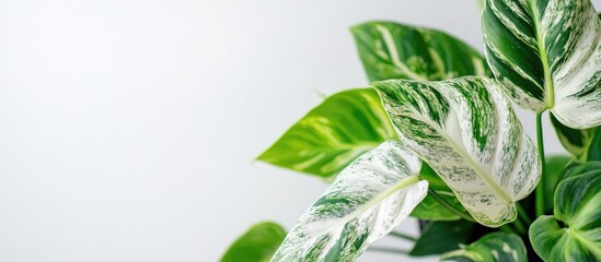 Poster - Variegated Philodendron Leaves Detail on Minimalist White Background for Home Decor and Gardening Themes