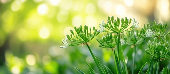 Poster - Close up of vibrant green Agapanthus flowers in lush outdoor garden with soft bokeh background and space for text placement