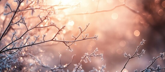 Poster - Hoarfrost-covered branches illuminated by soft backlight creating a serene winter atmosphere with bokeh effects.